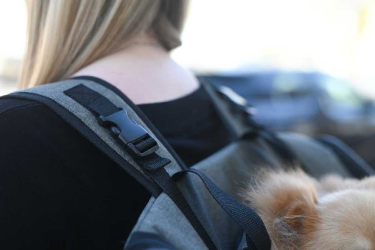 Hunderucksack zum Wandern Vacation für kleine Hunde, auch als Transporttsche nutzbar